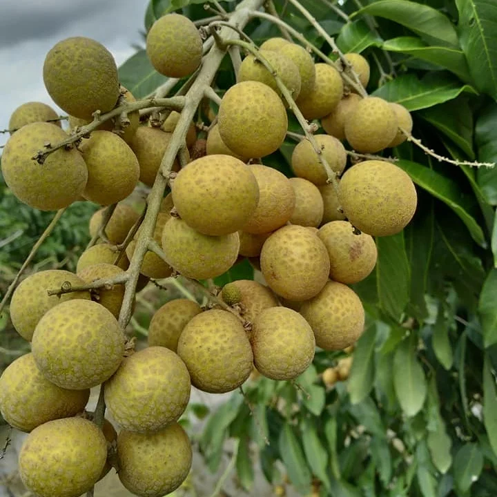 FRESH LONGAN for export at westfarm in  Vienam +84984418844 whatsapp