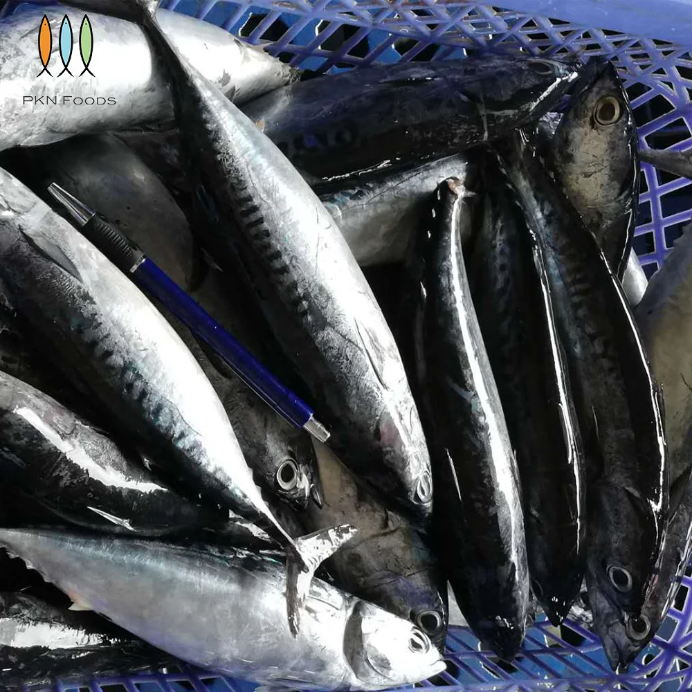 Frozen IQF BLOCK Seasonal Fresh Whole Body Nature Auxis Rochei Bonito with Box Packaging From Vietnam