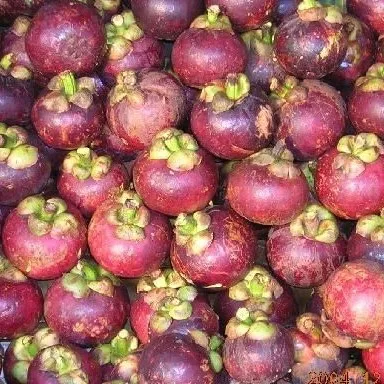 Fresh Fruit Viet Nam Highest Quality - Mangosteen Fresh Safety Standards