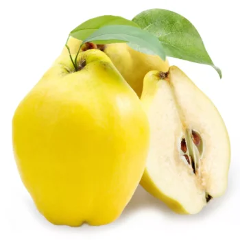 
Fresh Fruit Quince New Season 2020 Best Price Quince From Turkey 