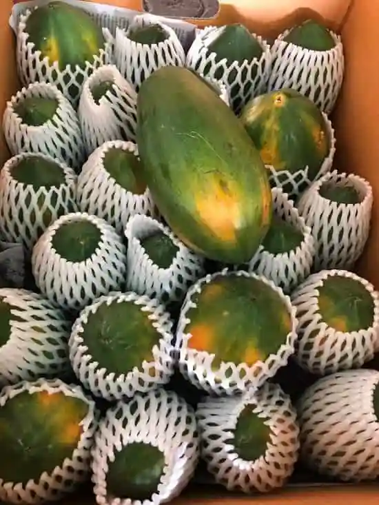  Fresh Papaya fruit from Vietnam for export with competive price and high quality avocado ready to shipping EU ASIA US