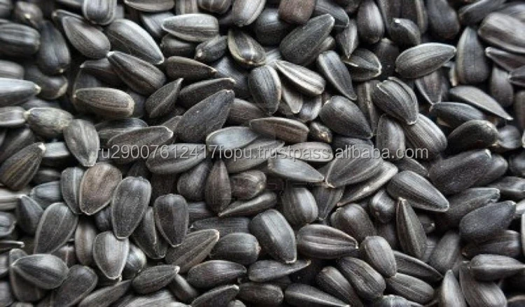 Selected sunflower seeds for medicine livestock feed in the industrial production of soap, potash and paper, seeds sunflower