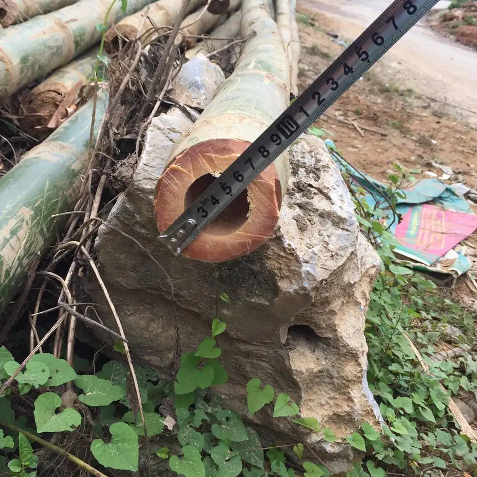 High Quality Natural Color Tam Vong Dry Solid Bamboo Poles from Vietnam Decoration Construction