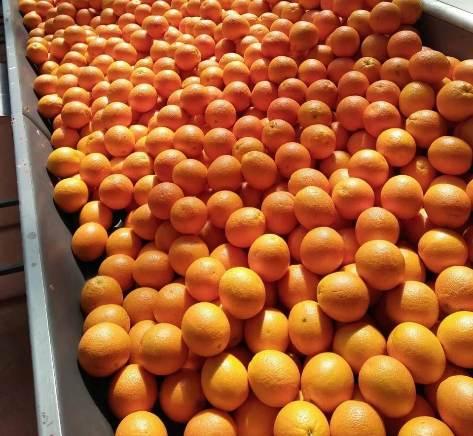 
Low Price For Fresh Orange Fruit Wholesale Valencia Navel Orange - Lemonn 