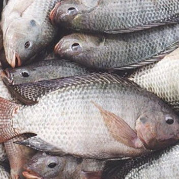 
China Export Frozen Fish Frozen Black Tilapia 