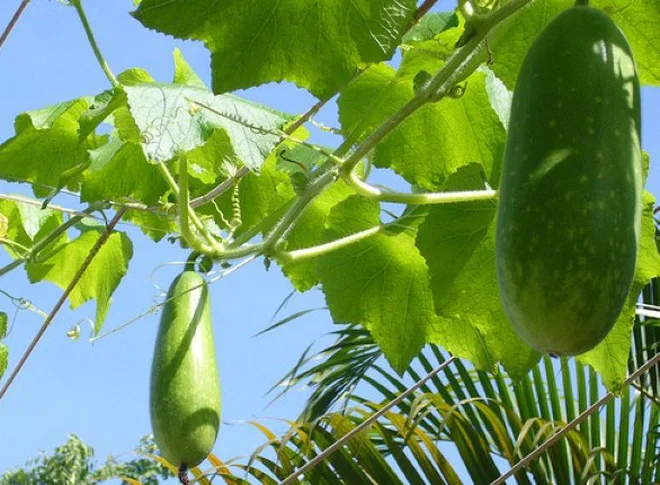 100% Natural With High Quality and Best Price FRESH WINTER MELON Hot deal 2023/Vietnam Winter Melon in Bulk