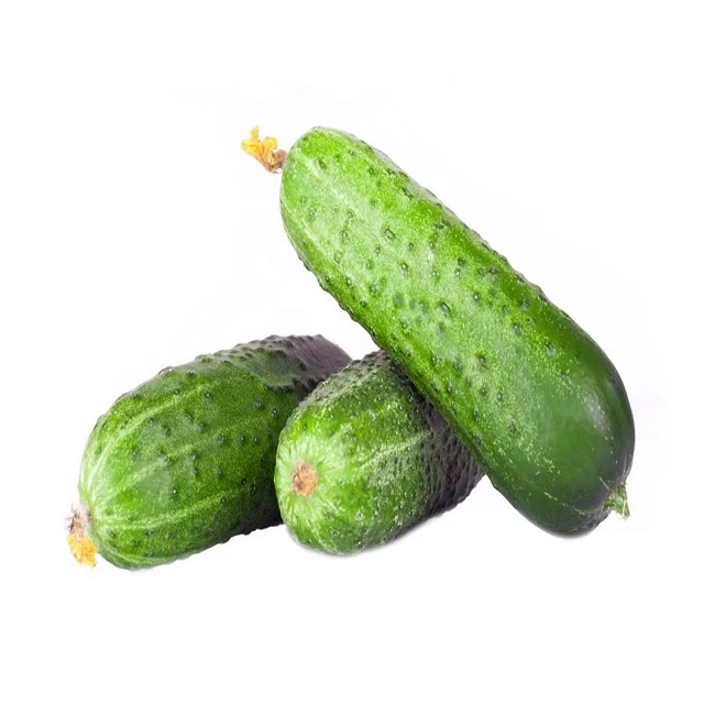 Export Quality Fresh Cucumber from Canada 1 Grade 100 25 Kg COMMON Cultivation 5.5 Cm with ISO Certification from CA;2