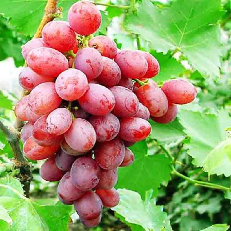 
Top quality fresh grapes Hot selling nutrition juicy fresh grapes (seedless) 