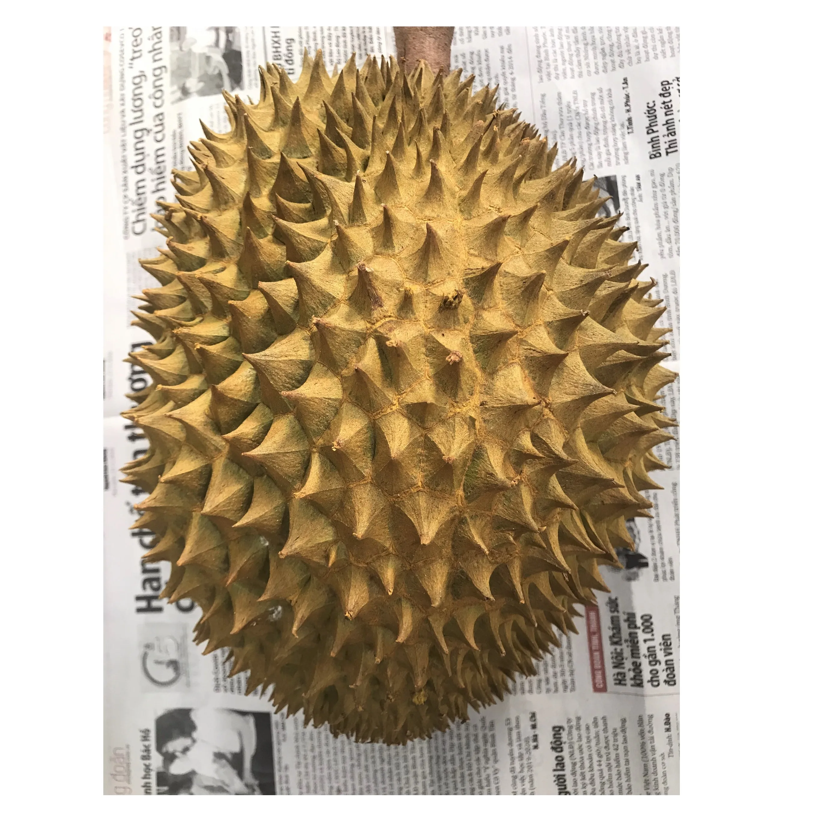 
durian fruit 
