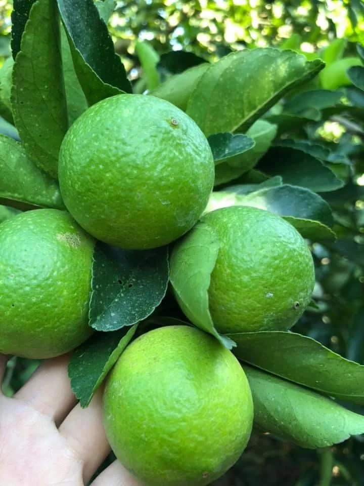 Fresh Lime Fresh Green Seedless Lime And Lemons From Vietnam For Export  - WS 0084 989 322 607