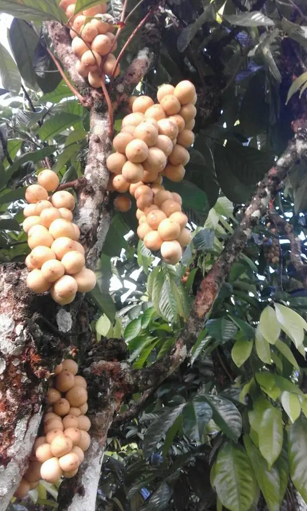 Fresh Langsat (Thailand Origin)