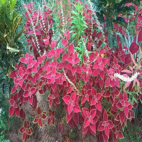 Top quality Coleus Forskohli Extract Coleus forskolin colforsin makandi maohouqiaoruihua pashanabhedi