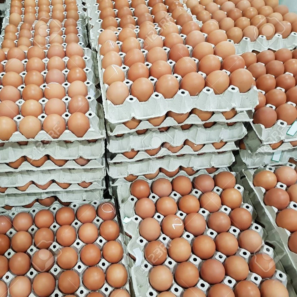 Fresh Chicken Table Eggs at cheap prices