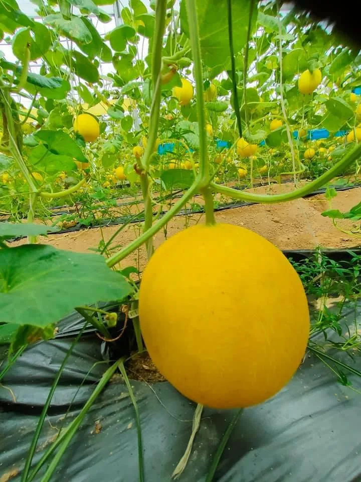 Best Fresh Canary Yellow Melon With Gold Skin From Reputable And Quality Company In Vietnam Buy Now