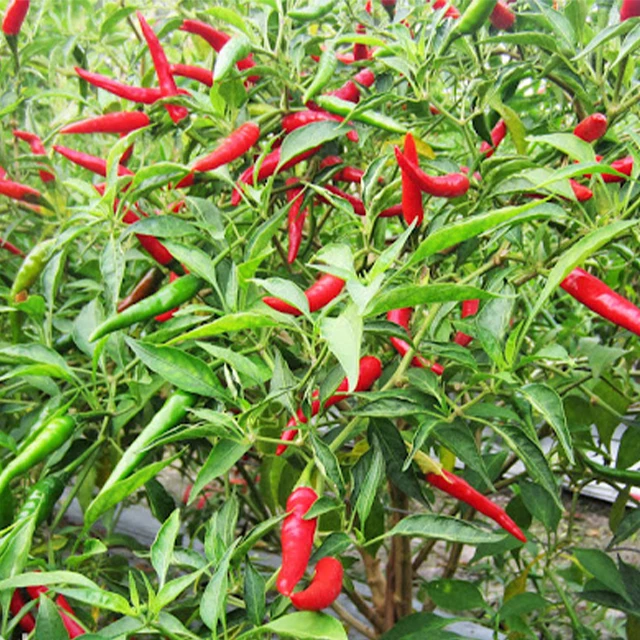 Fresh / Frozen Spicy Chili (Pepper) - Red Hot chili pepper wholesale