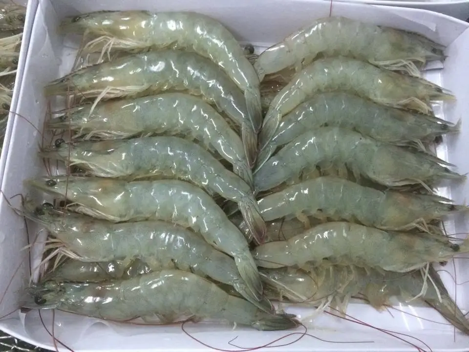 Fresh Frozen Shrimps