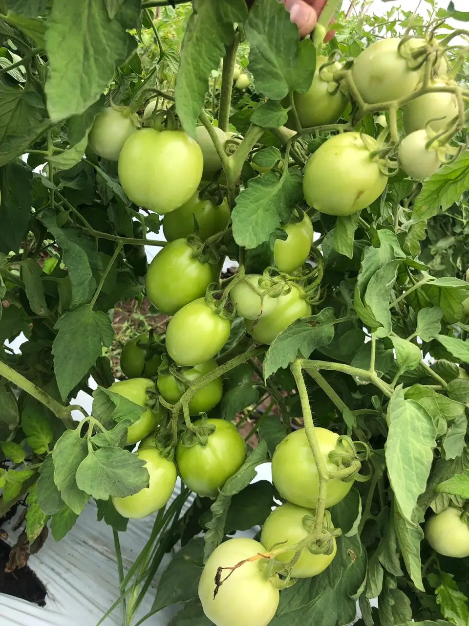 
2021 HIGH YEILDING HYBRID TOMATO SEEDS 3030 FOR PLANTATION SQUARISH ROUND 10 GMS BAG 