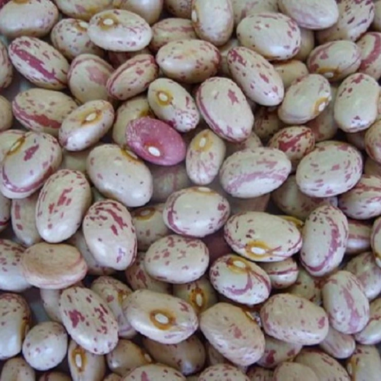
light Speckled Kidney Beans Sugar Bean Pinto Bean for Sale 