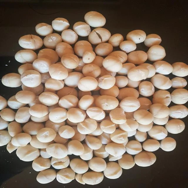Raw organic Macadamia nuts with shell and Without for sale