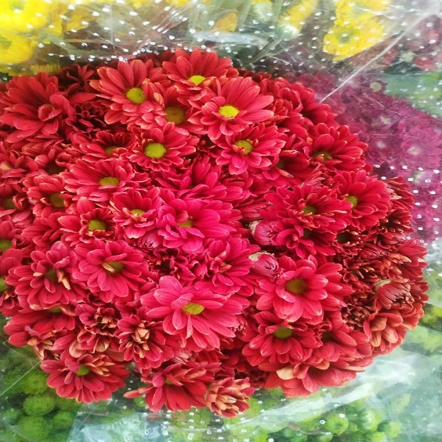 Fresh Chrysanthemums Cut Flower