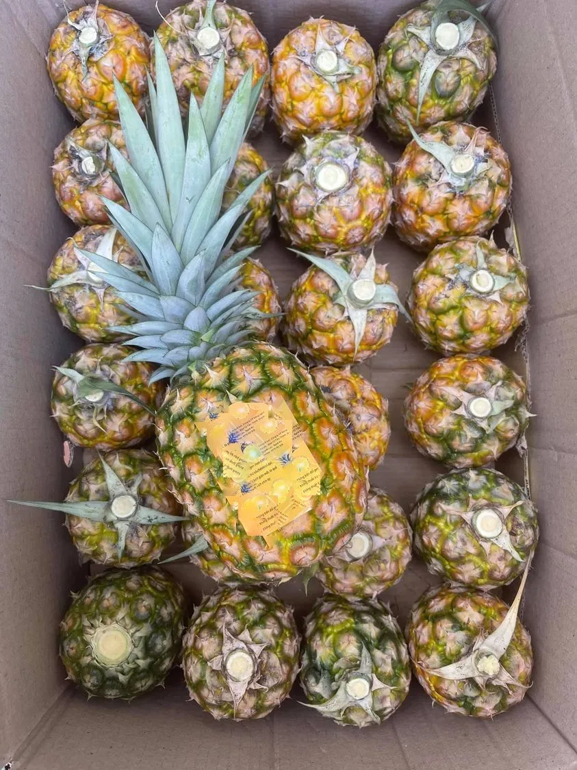 Красивый золотой цвет, сладкий вкус общего типа MD2, свежий ананас с привлекательным ароматом