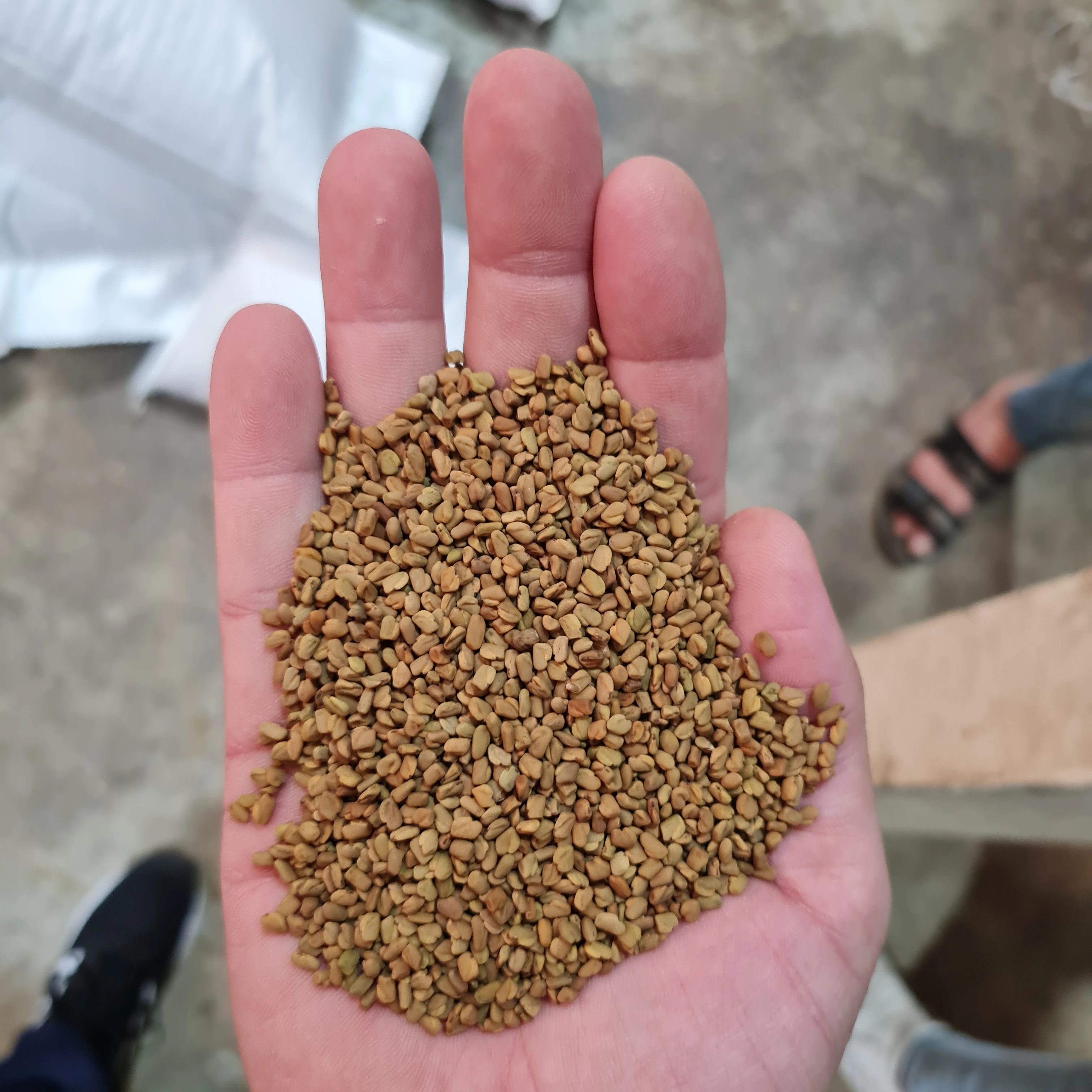 Egyptian Fenugreek seeds sortex cleaned 99.9%