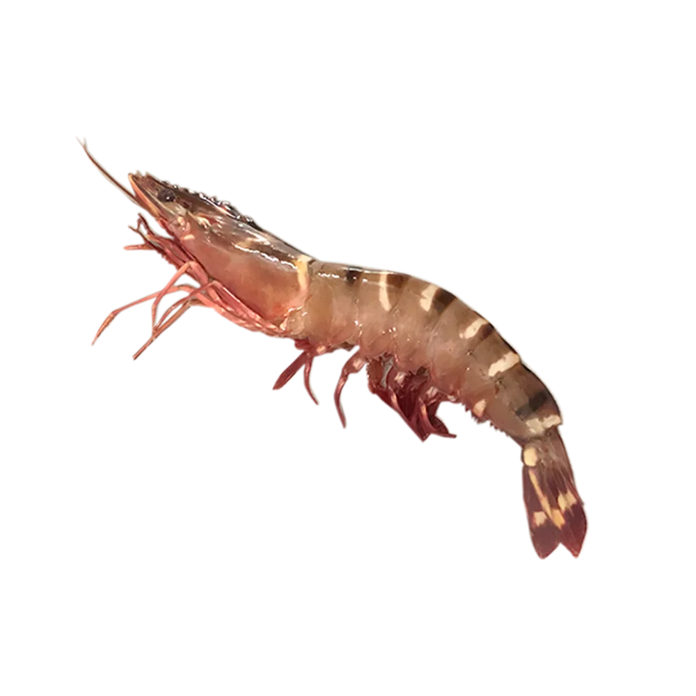 Ocean Tiger Shrimps Fresh Head On Shell On Net Weight Net Count Custom Packing Best Quality Size U4 U5 U6 U8 U10 U12 U15 U20