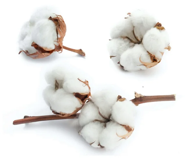raw cotton for sale Kazakhstan Uzbekistan high quality raw material organic cotton ginned cotton