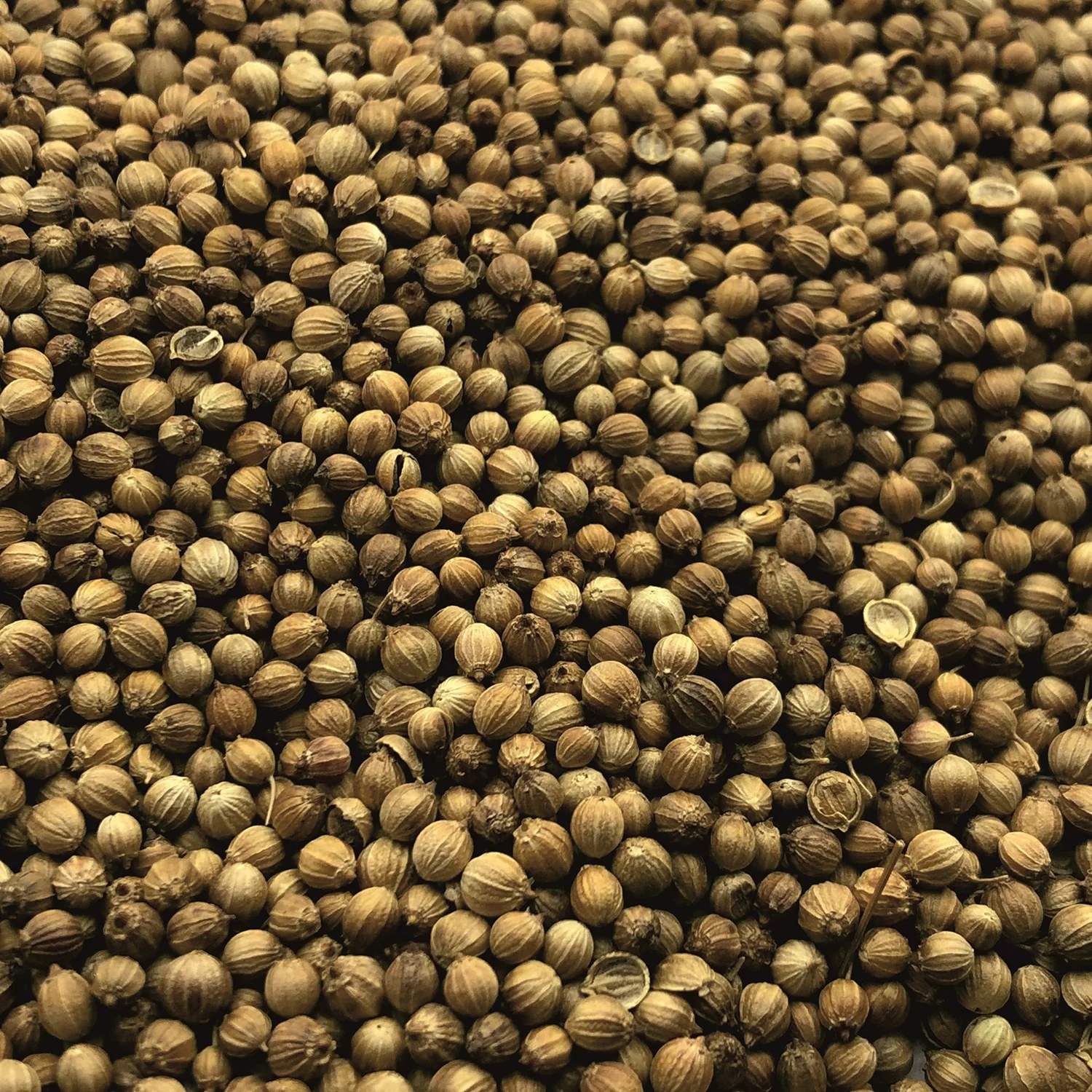 Natural whole coriander seeds in bulk, wholesale price
