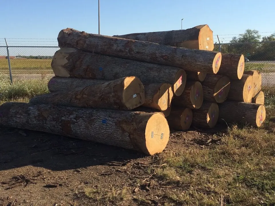 White Oak Sawn Logs 30+ cm