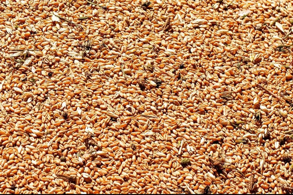 100% натуральное русское зерно пшеницы оптом