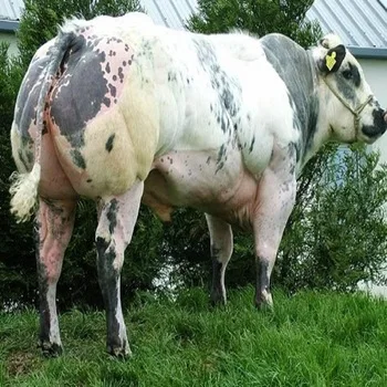 
Belgian bull And Meat 