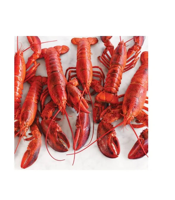 Wholesale Seafood Supplier Lobsters For Sale In Cheap Price