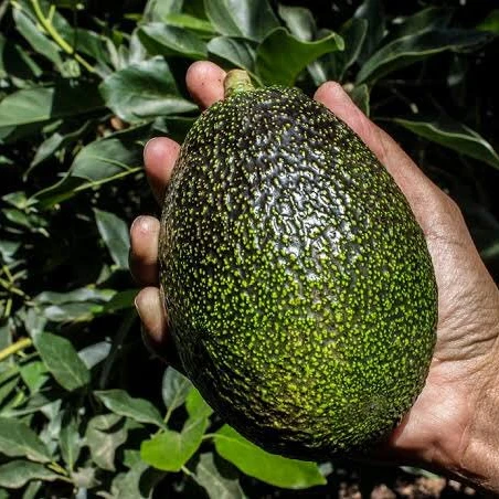 
Hass Avocado Premium Quality / Vietnam Fresh Booth Avocado 