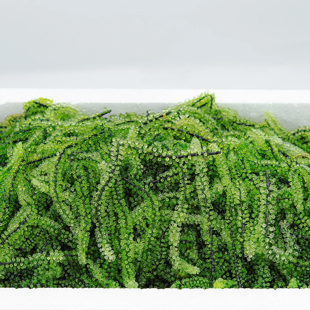 
Cool Places Storage Edible Seaweed Natural Sea Grapes 20Kg Weight For Health And Beauty 