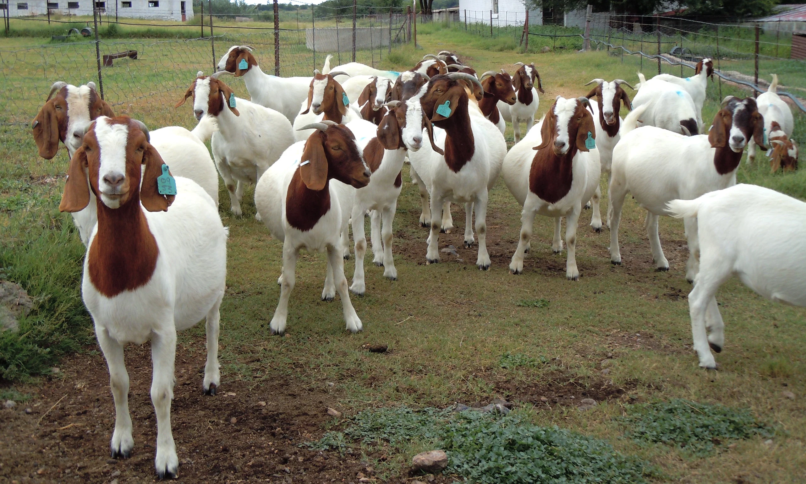 
Live Boer Goats, Saanen Goats, Anglo-Nubian Goats For Sale 