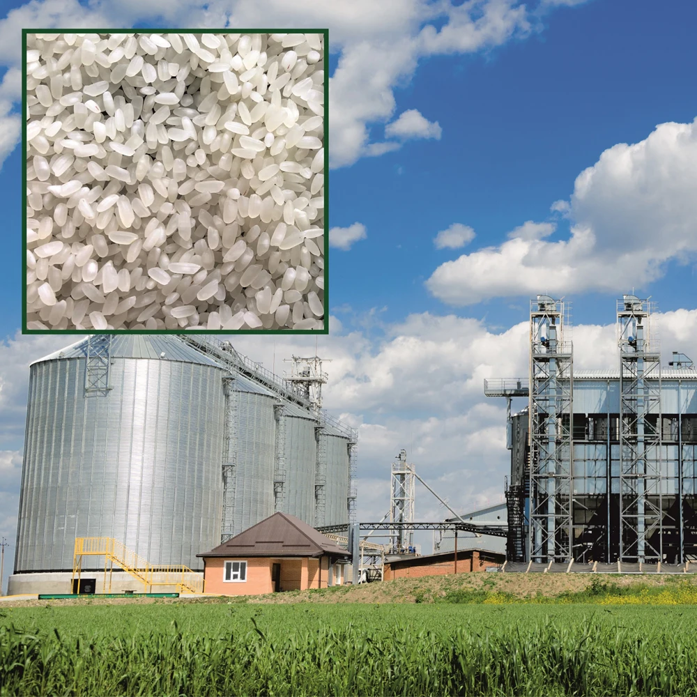 Premium quality white rice  25/35 kg bags or in bulk, product of Russia