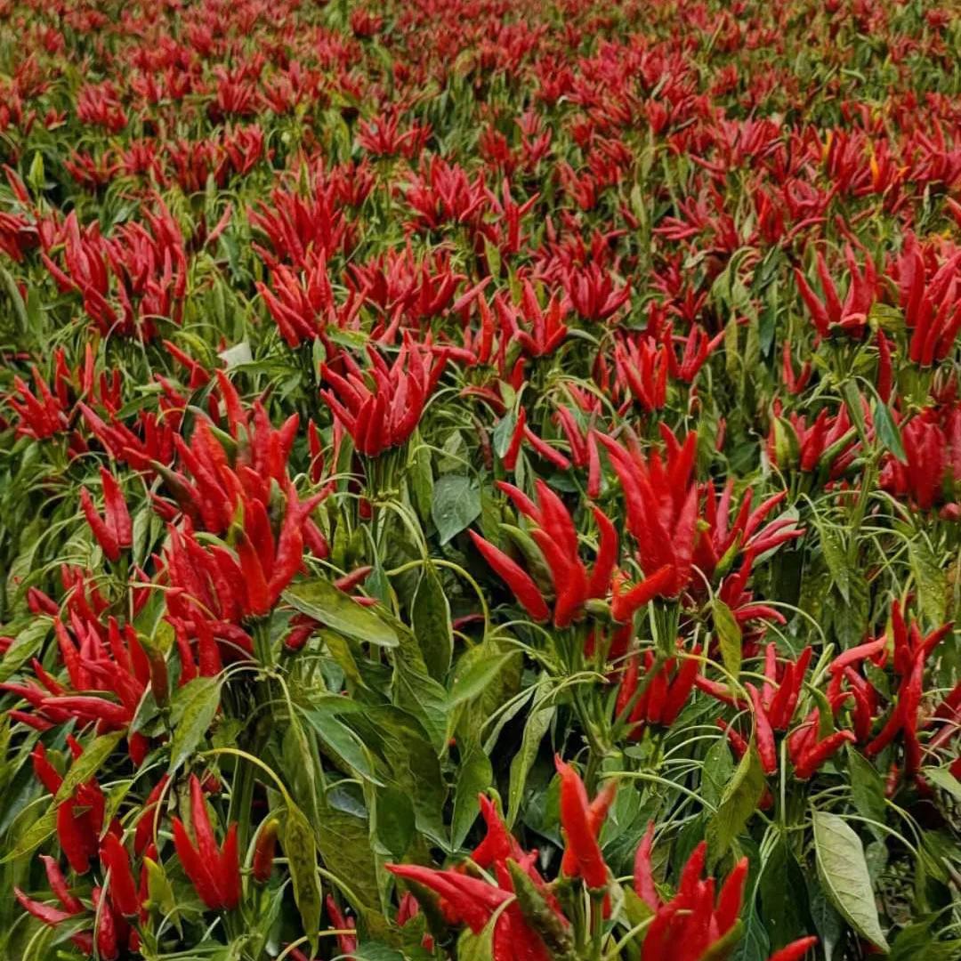 
Korea Red #5 f1 Extremely Early Supper hot chili seeds for planting 