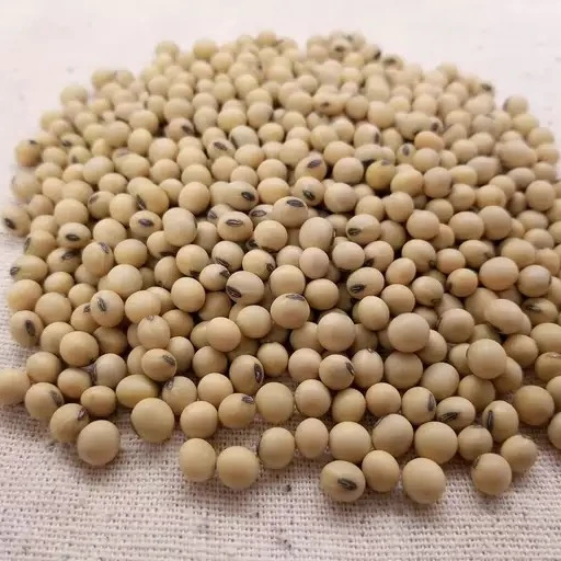 2019 New Crop Top Grade Soyabeans