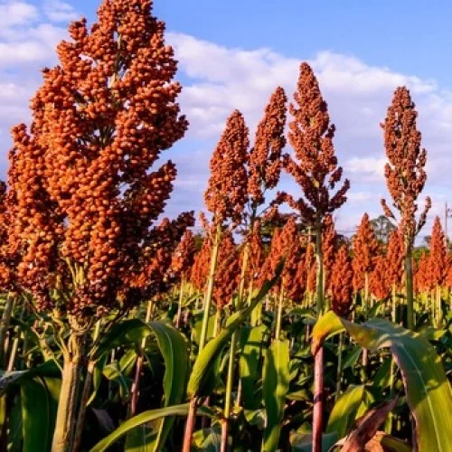 
Hot sell Red Sorghum for Human and Animal Feed 