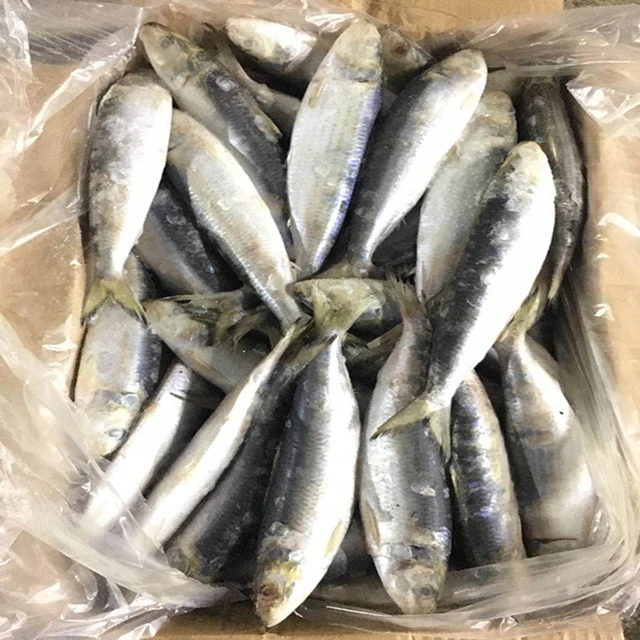 
Good Price Frozen Sardine Whole Round for Sale 