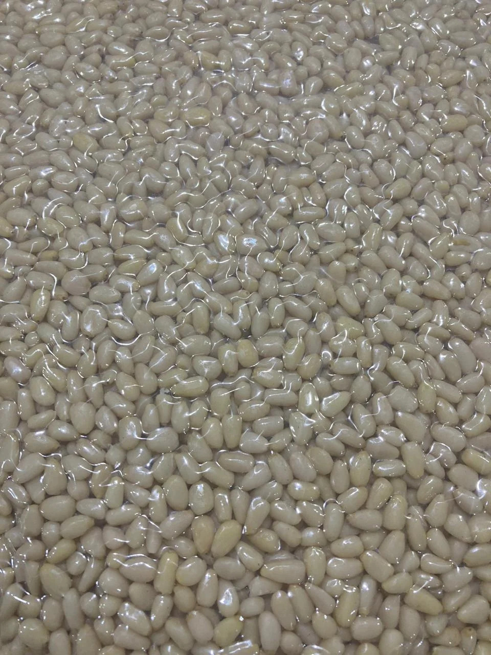 
Pine Nut Kernels from a manufacturer Wholesale Unshelled Pine Nut Kernels Without Shell 