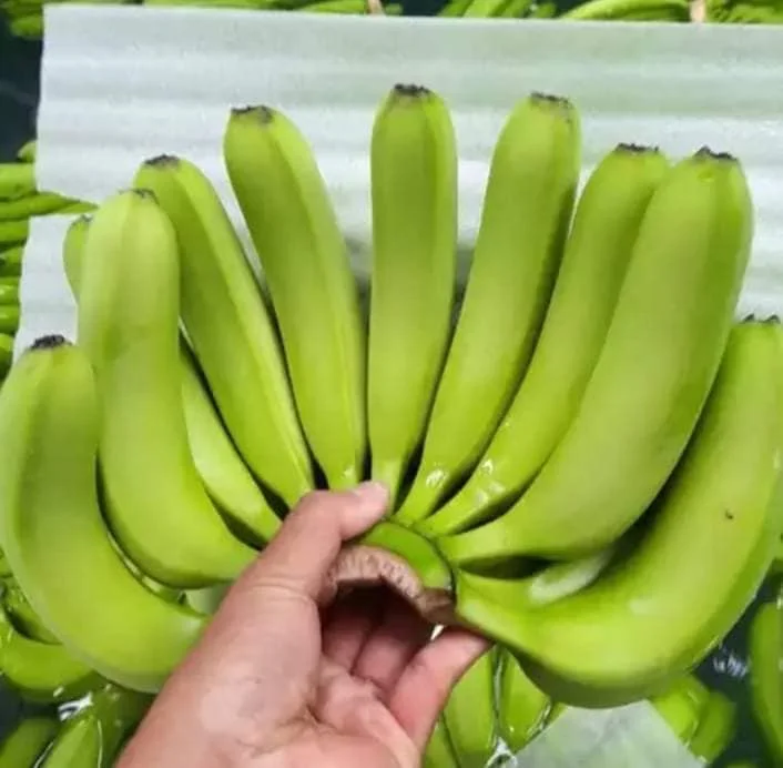 100% High quality green banana fresh cavendish banana natural color sweet taste