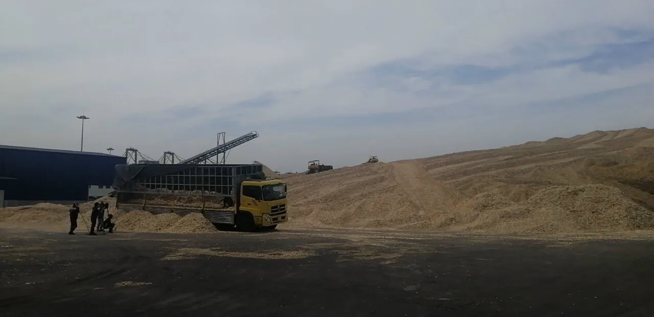 Распродажа вьетнамская Акация // сосна эвкалиптовая древесная щепа для бумаги /// низкая цена