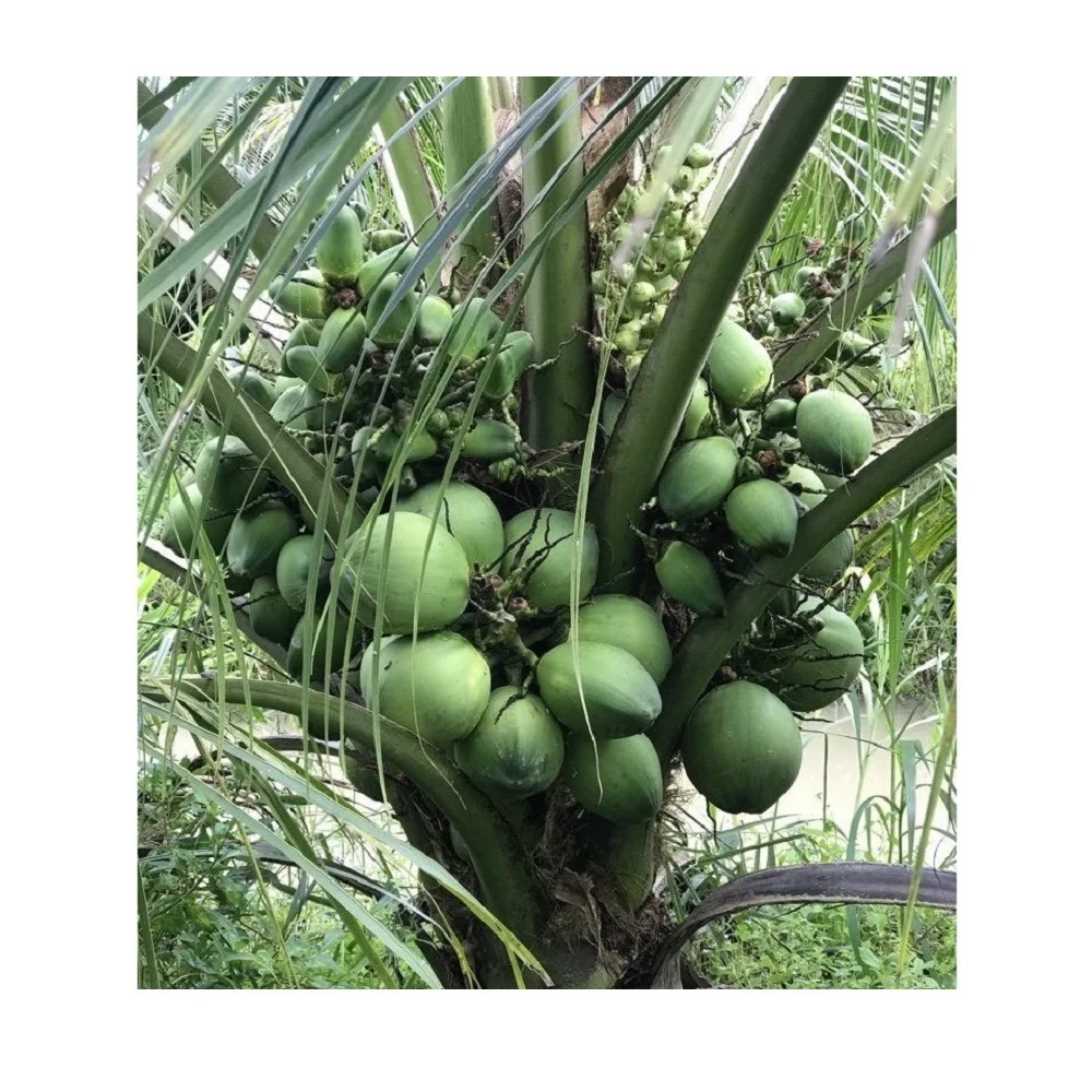 High Quality Wholesale Mild Sweet Taste Of Water Fresh Coconut With 25 Days Shelf Life From West Of Vietnam