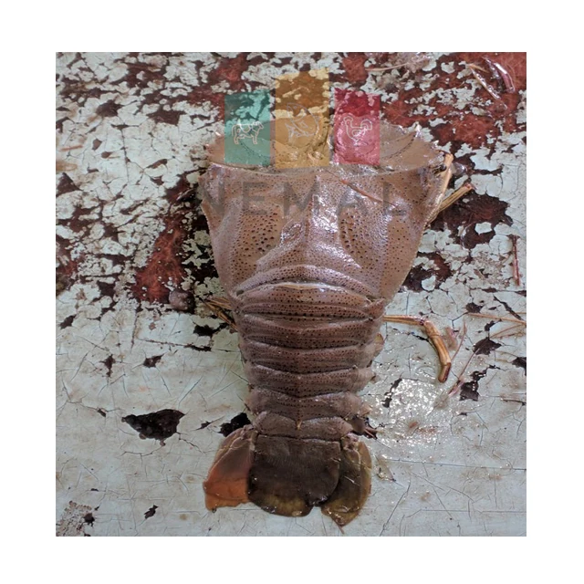 
Clean Processed Slipper Lobster 