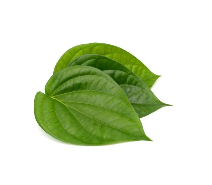 Indian Betel Leaves wholesale high quality indian exporters bulk fresh best price good quality vegetables fresh