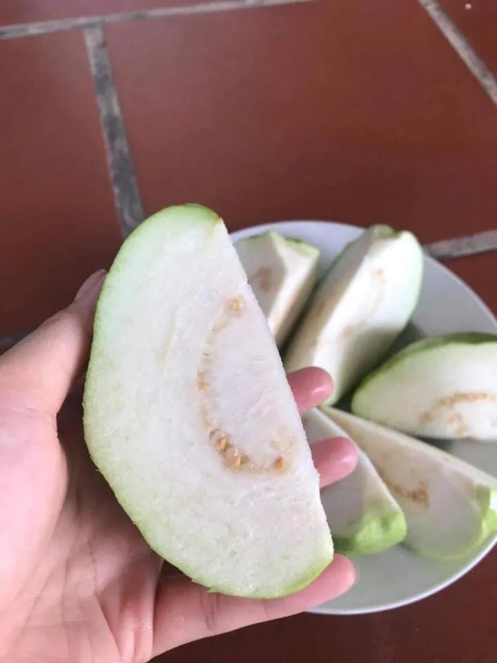 
Fresh Guava Fruit From Vietnam 