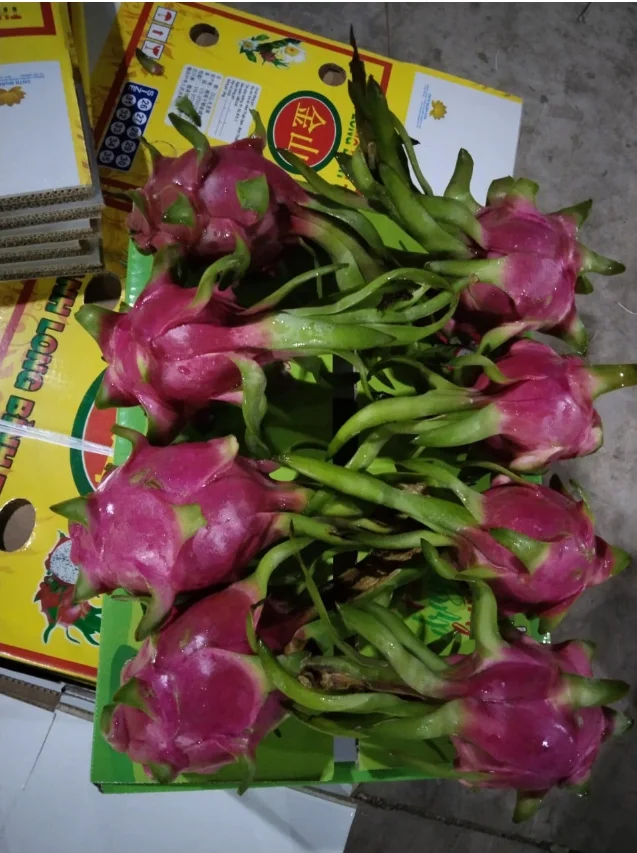 Свежий белый дракон фрукт экспорт на индийский рынок/+ 84 901445086