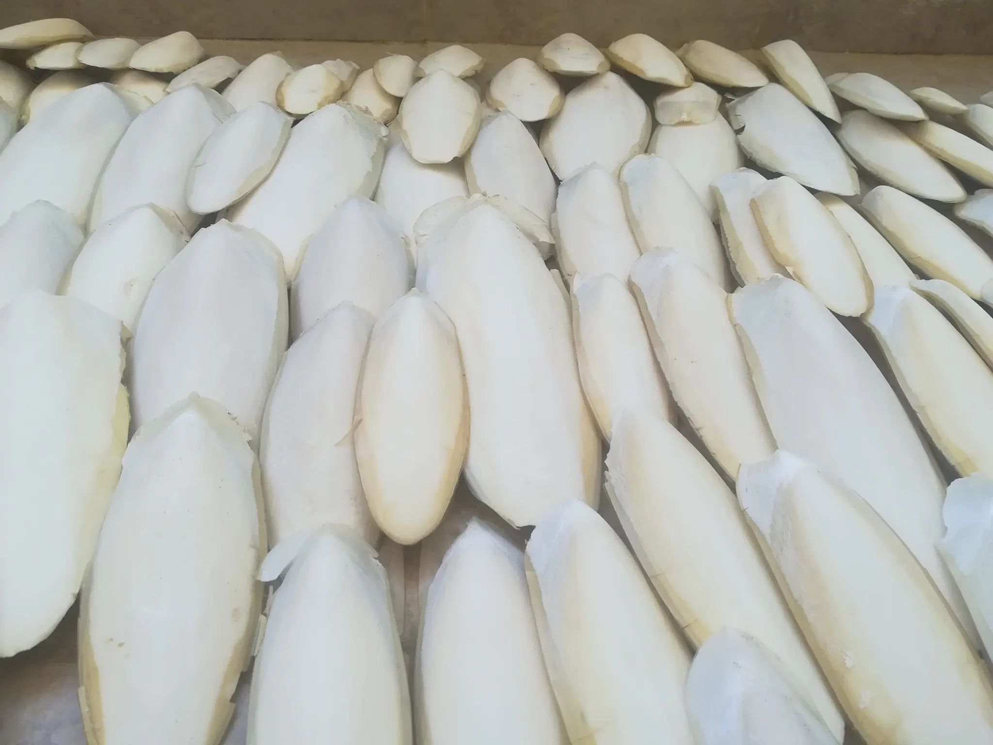 100% натуральная косточка морской слепки высушенная Лучшая цена/Дженни + 84 090 980